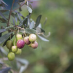 olio