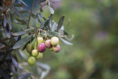 olio
