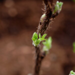 walnut seedlings